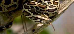 Escape snake slithered past weekend search; still at large
